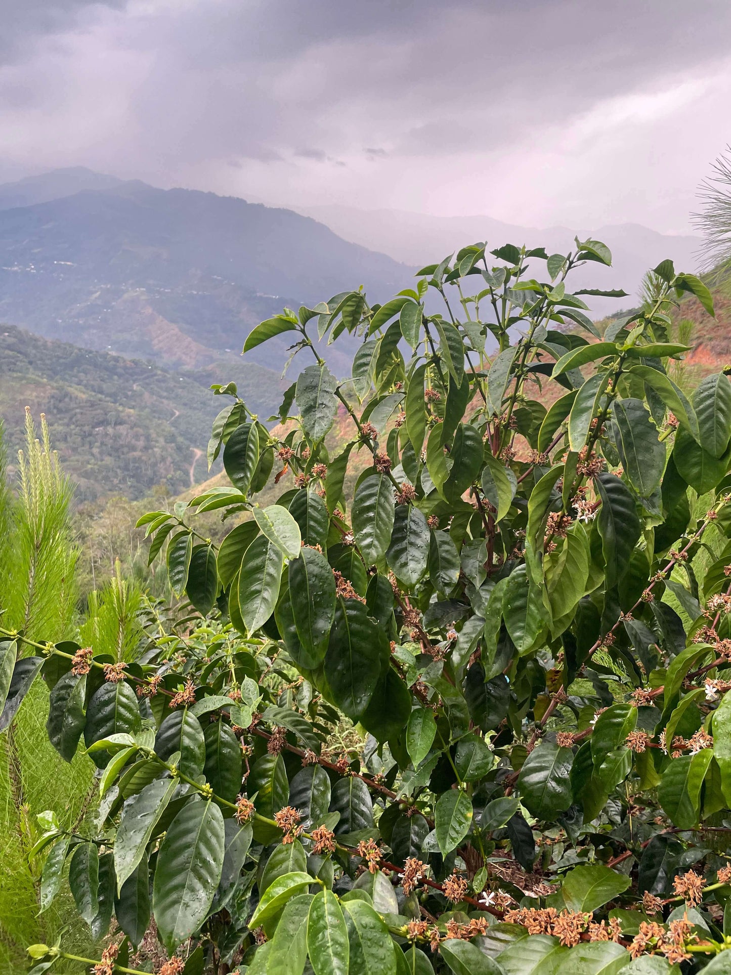 Peru, Melvin Campos