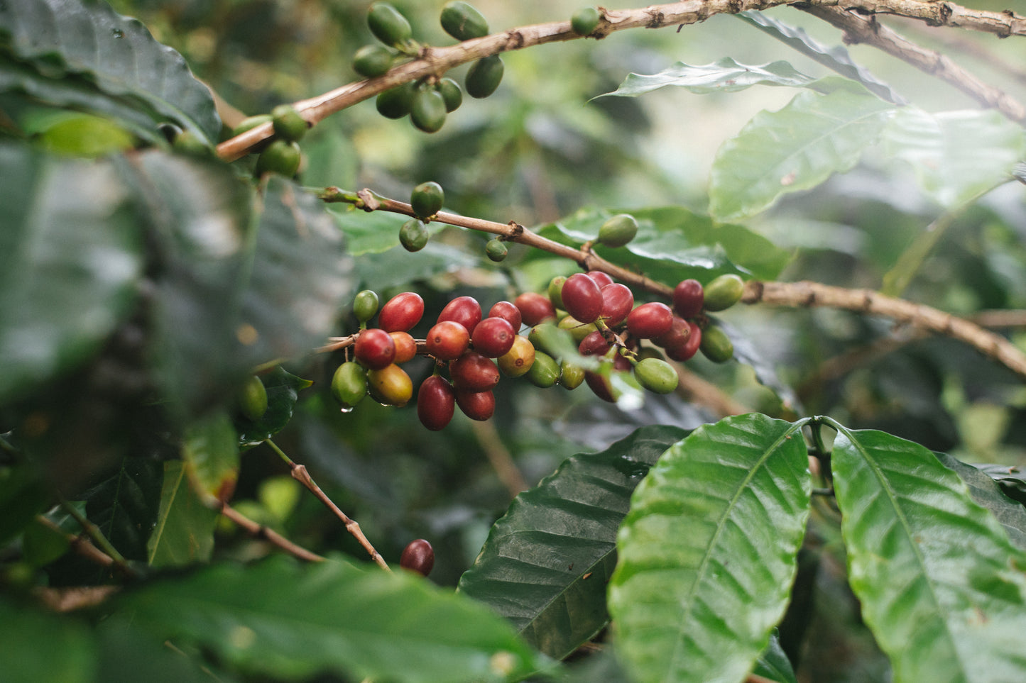 Colombia, Divino Niño - Decaf