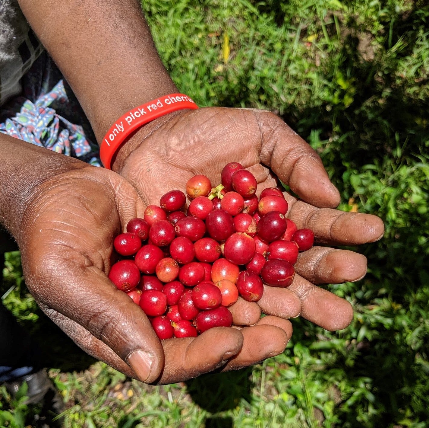 Uganda, Kalingwe